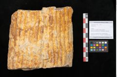 Foto (Objekt + Etikett) von Sigillaria sp.  (NHMW-GEO-2024-0188-11103)